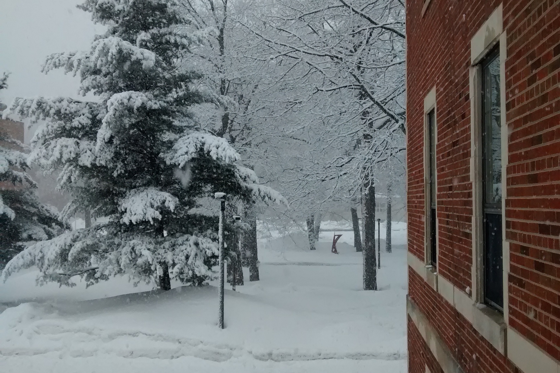 Snowy trees outside Douglass Houghton Hall
