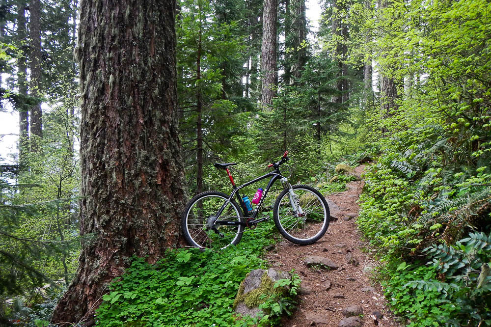 Mountain bike leaning on old growth tree